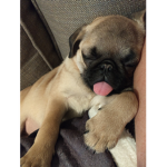 mega pug group