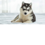 The Husky Army trust me we are very strong
