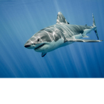 The Sharks Community