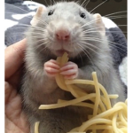 LE RAT GANG EEE