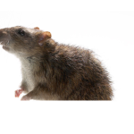 Original rat group
