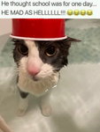 The Grand Soggy Feline Army of Neptune