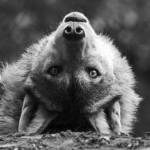 The Wolf Fang