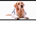 doge united medical division