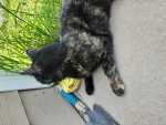 kitty pet