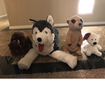 Animal power club