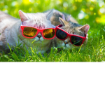Kitten for ever squad
