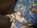 Kings of chihuahua