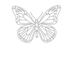 ~•butterfly •~