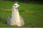 DER DER