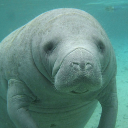 Manatee Rescue Center (MRC)