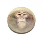 ChimpDome Studio