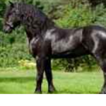 -+Paris Stables+-