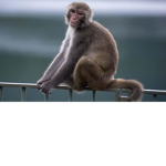 Little Monkey Squad