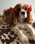 THE_DOG_CLUBB