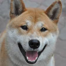 Super Doge Test/Mega /doge, Doge test