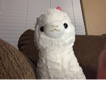 Llama baby