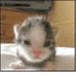 Super funny awesome cat group