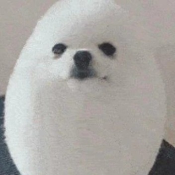 [Huge update] Be a dog or have a dog