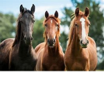 Wild Horse Squad!
