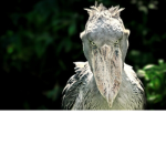 shoebill study group