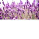 Lavender Crew