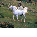 Unicornz n pug fanz