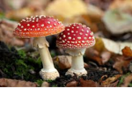 The_Fungus_Family
