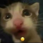 memes r good 4 u