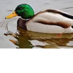 Fellow ducks ( DUCK SQUAD )