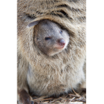 Australian Productions