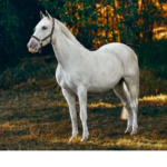 Howlite Horse Club