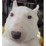 Bongo Experiences