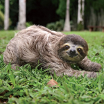 #sloth studios