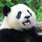 Super panda's