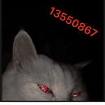 HuntedP