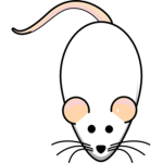 Rats fan group