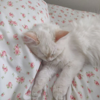 ૮ ˶ᵔ ᵕ ᵔ˶ ა