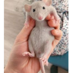 RATTTTTTTT