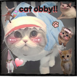 cat obby!!