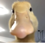 Doctor Duck