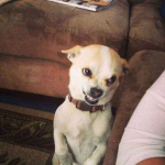 Dog€ee