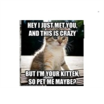 Kitten and cat lovers <3