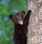 Bear Squad!!!!
