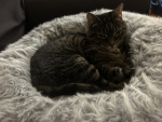 The Cats-*!