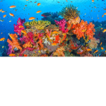 coral forever