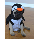 Pug and Penguin Group Thumbnail