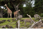 The zoo park