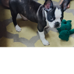 Boston terriers supporters