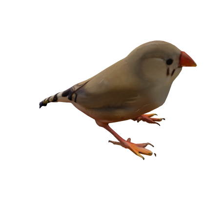 Zebra Finch thumbnail